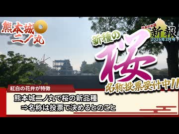 【お城ニュース】熊本城の新種の桜　名称は・・・？　日本のお城新報 2026年3月号