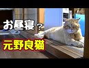 一緒に お昼寝？【元野良猫】