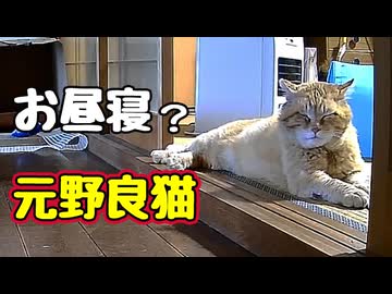 一緒に お昼寝？【元野良猫】