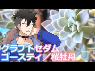 【多肉植物】龍星は普及種に癒されたい＃12 グラプトペタルムの仲間で寄せ植えを作ってみた【ソフトウェアトーク劇場】