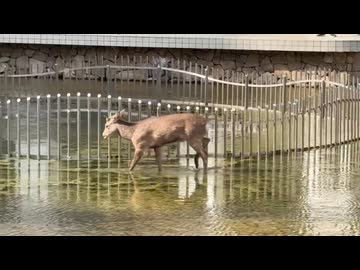 シ　カ　ガ　キ