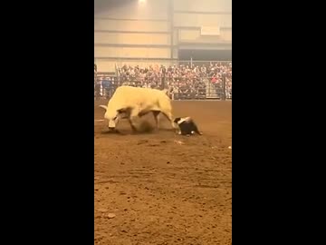ホモと見る牛を誘導するボーダーコリー