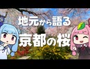 京都の桜、どこへ行く？地元民が本音で語る、名所やルートや観光事情