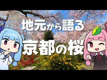 京都の桜、どこへ行く？地元民が本音で語る、名所やルートや観光事情
