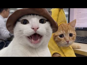 ホモと見る同じ職場で働く仲間たちを紹介するネコ系youtuber