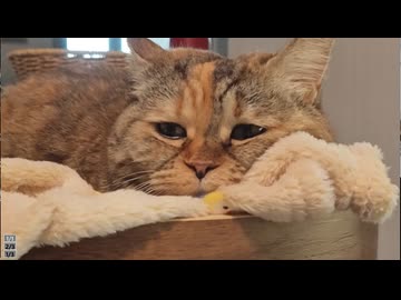 ホモと見る一度動かないと決めたら絶対に動かない猫