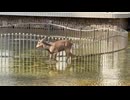 鹿さんやりますねぇ！