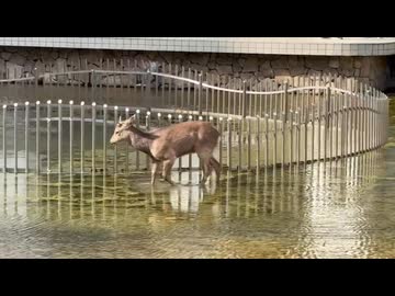 鹿さんやりますねぇ！