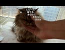 【ミュートさん】今日の猫【2026/3/24】