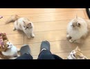 足元の猫たちとおもちゃで遊ぶ