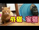 今日も「トンネル遊び講座」？【元野良猫】