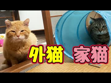今日も「トンネル遊び講座」？【元野良猫】