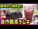 紫蘇栽培から始める！白糠・鍛高ラムネ自作する半年間の記録【釧路のずんだもん】