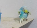 5分耐久動画 退屈注意 行動範囲の狭いインコ2026年3月25日