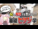 【コント】何も解説する気がない！基礎ヒツジ学