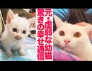 元・虚弱イモ子猫、3年後の愛情しあわせ通信