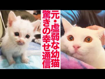 元・虚弱イモ子猫、3年後の愛情しあわせ通信
