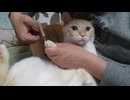 拾いねこ＠生後4978/903日目　爪切り回。