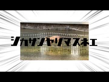 シカサンヤリマスネェ