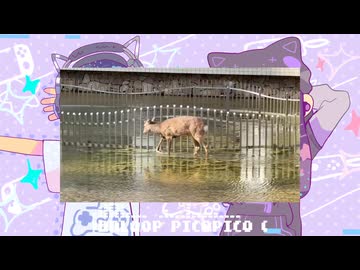 鹿さんやりますねぇ動画