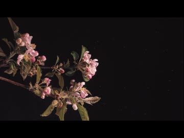 舞い上がる塵芥と棘の実 feat.猫村いろは