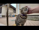 撫でてほしいだけだった猫、突然ちゅーる出されて理解が追いつかないｗｗｗ