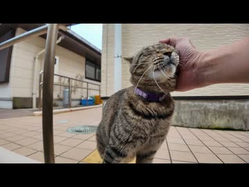 撫でてほしいだけだった猫、突然ちゅーる出されて理解が追いつかないｗｗｗ