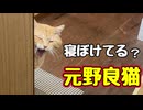 寝ときゃいいのに…【元野良猫】