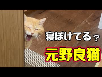 寝ときゃいいのに…【元野良猫】