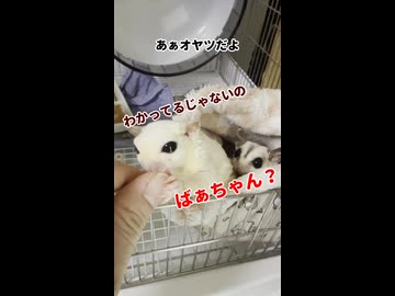 【自己紹介】 あまり撮影出来ていないツクシを撮影していたらお婆ちゃんが？！ #フクロモモンガ #おつモモンガ  #shorts