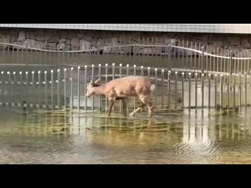 鹿さんやりますねぇ！