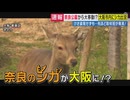 【社会課題】奈良公園の鹿が“大阪へ越境”──かわいいの裏にある現実
