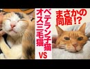 宿命の同居⁉︎オス三毛猫vsベテラン子猫