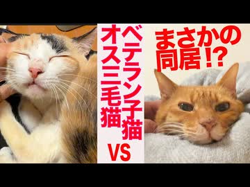 宿命の同居⁉︎オス三毛猫vsベテラン子猫