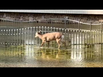 シカサン・ヤリマスネー