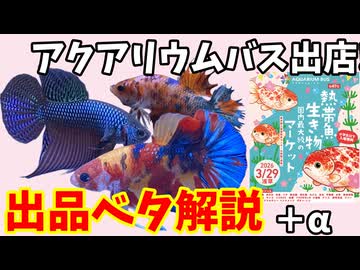 【ゆっくり解説】ベタ解説！アクアリウムバスに出店するよ！