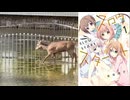 鹿さんやりますNe！Ne！Ne！