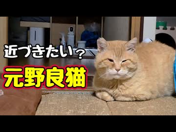 家の中が気になりだした【元野良猫】
