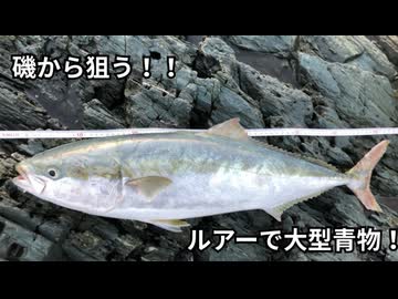 磯からルアーで青物を釣る！！ショアジギング ！【VOICEROID フィッシング】ずんだもん、四国めたん