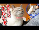 鼻をピクピクさせ飼い主が舐めてる飴を欲しがる猫がかわいすぎた