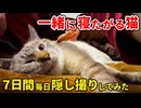 飼い主と一緒に寝てくれる猫がかわいすぎたので7日間隠し撮りしてみた【グッドナイトルーティン】