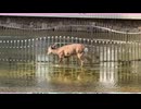 鹿さん飲んでねよう
