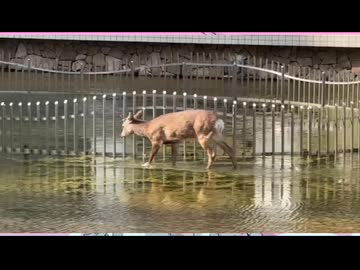 鹿さん飲んでねよう