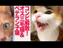 コンビ解散！オス三毛猫＆ベテラン子猫