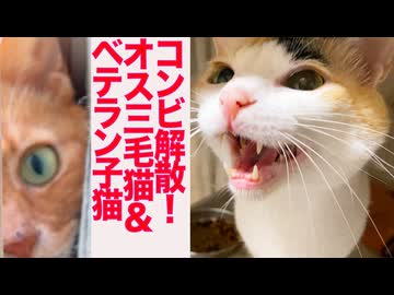 コンビ解散！オス三毛猫＆ベテラン子猫