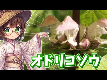 春の知られざる山菜、オドリコソウを採って食べる