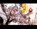 世界が恋する東京の春。桜並木を散歩！