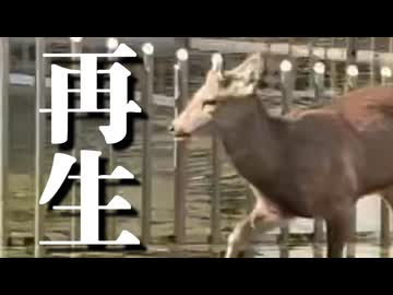シカ再生