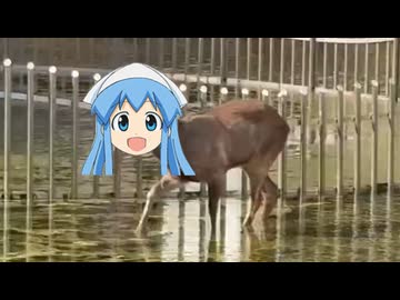 イカさんヤリ娘ぇ！