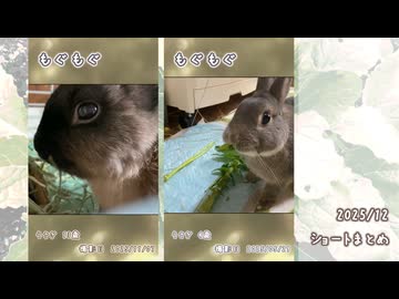 【うさぎ】2025/12　ショート動画まとめ【ショート】